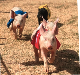 racing pigs